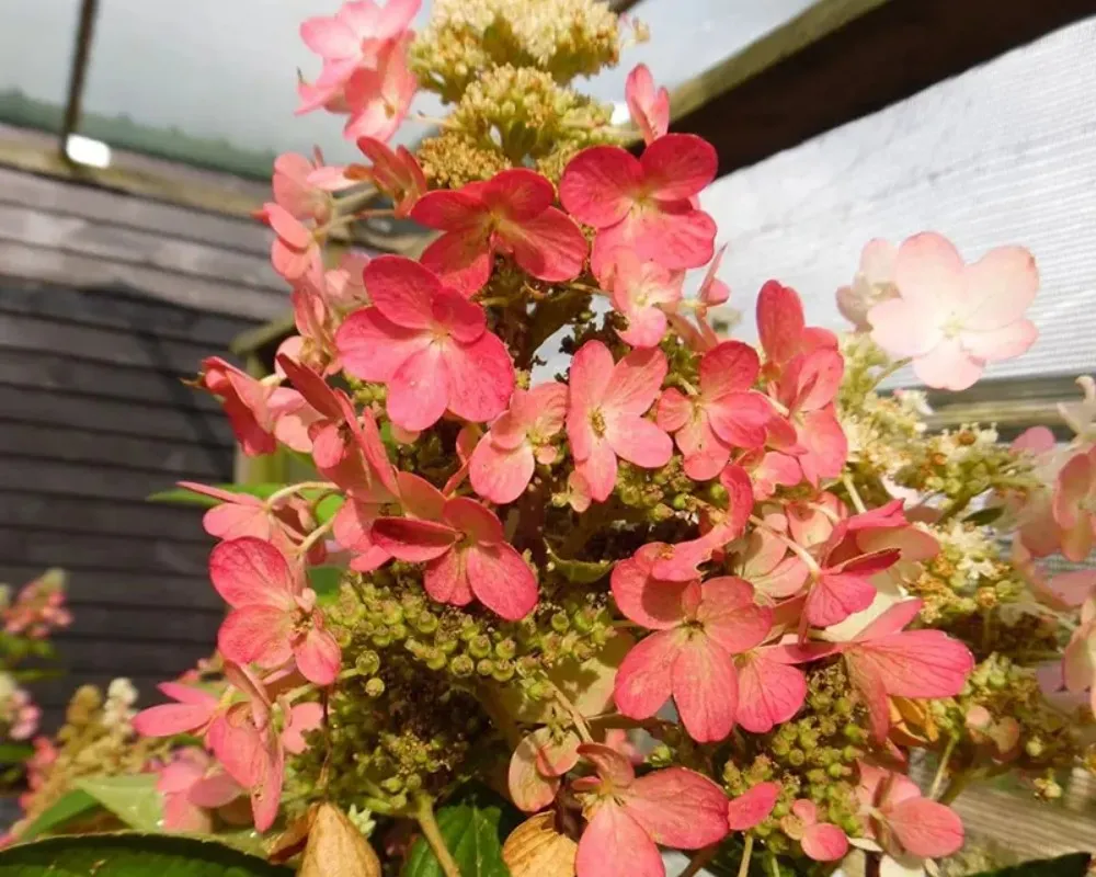 Гортензія волотиста Magical Fire