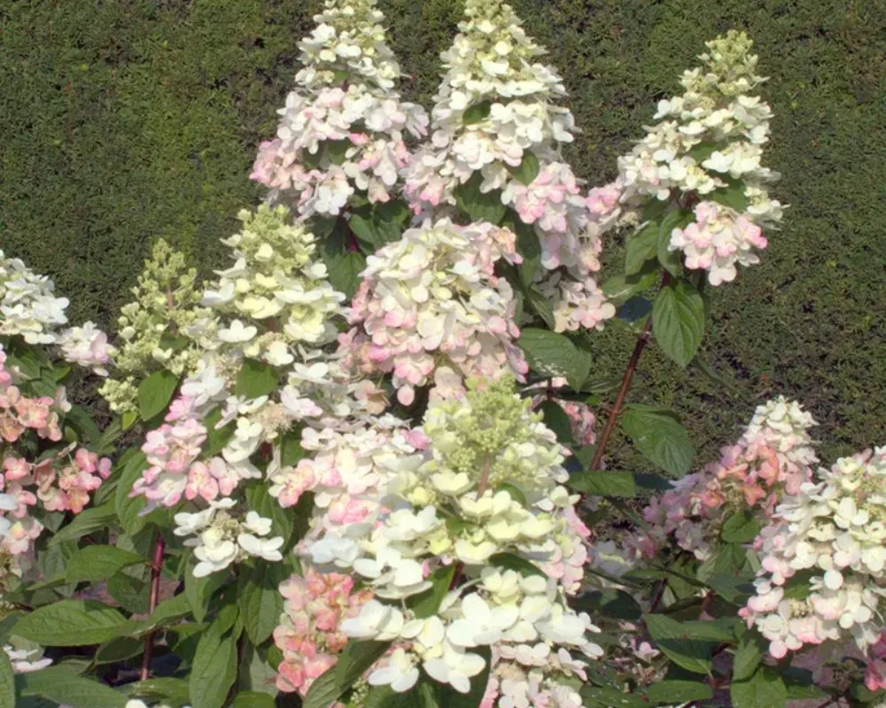 Гортензія волотиста Magical Fire