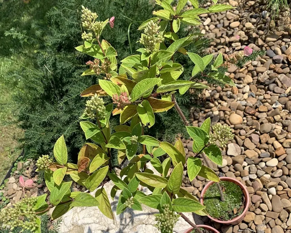 Гортензія волотиста Пінкі Вінкі (на штамбі)