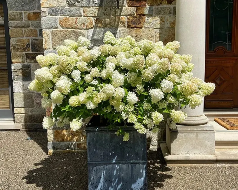 Гортензія волотиста Bobo