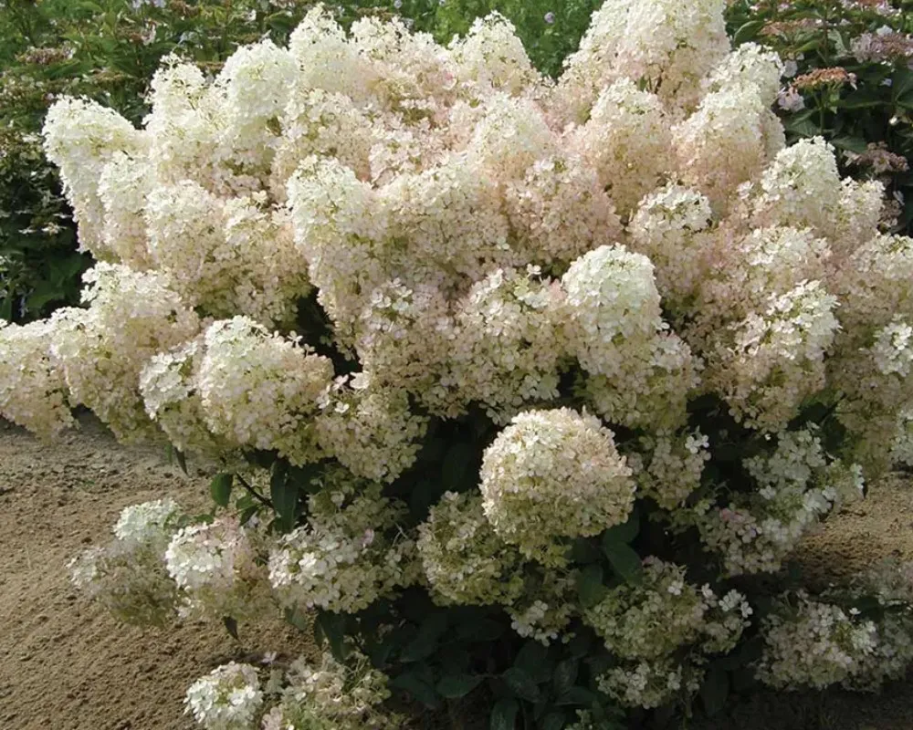 Гортензія волотиста Bobo