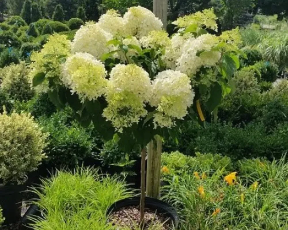 Гортензія волотиста Bobo (на штамбі)