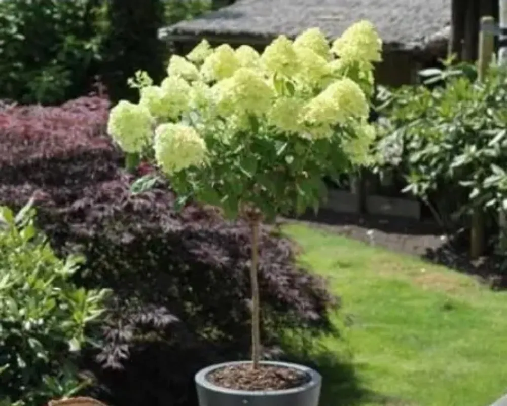 Гортензія волотиста Bobo (на штамбі)