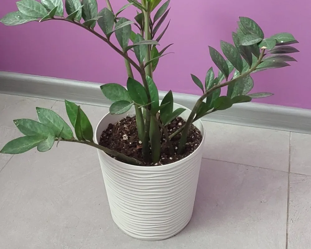 Продаю заміокулькас 2,5 роки. 450грн.