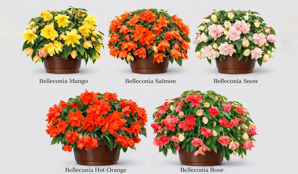 Бегонія Belleconia в підвісному кашпо з великими махровими квітками