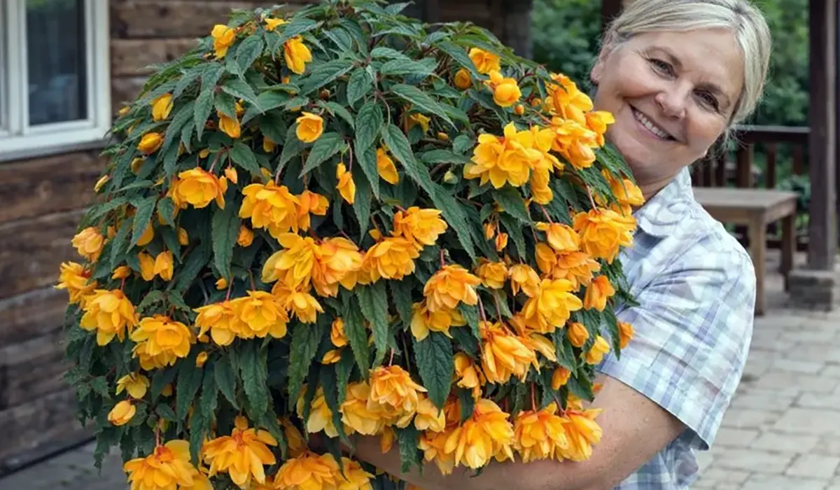 Бегонія Belleconia у контейнері, приклад вирощування в легкому дренованому субстраті