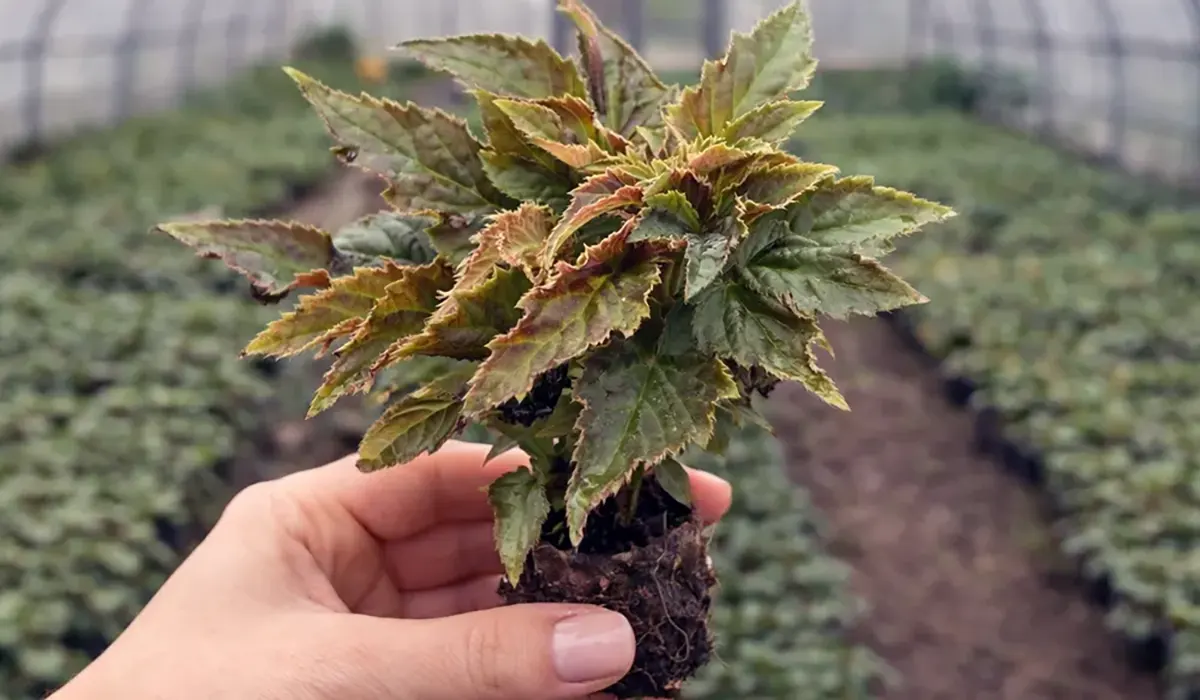 Рясне цвітіння бегонії Belleconia після регулярного підживлення водорозчинними добривами