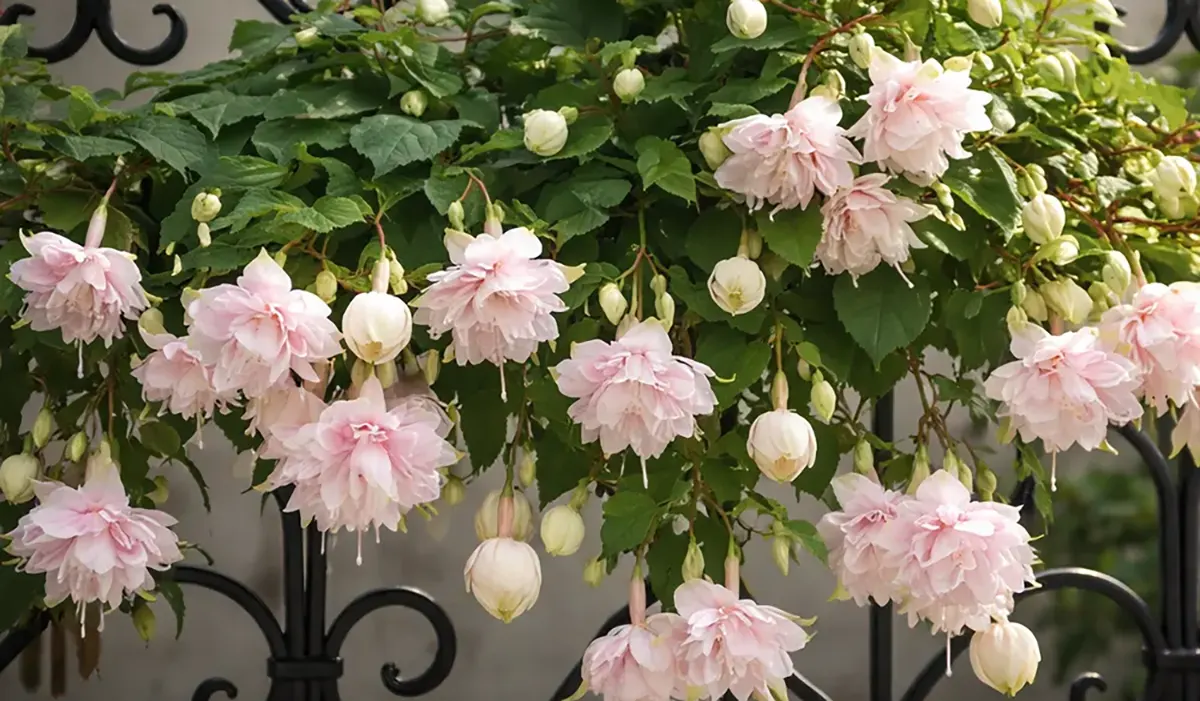 Живці бегонії Belleconia для укорінення і розмноження сорту