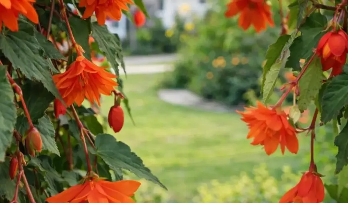 Бегонія Belleconia у горщику під час зимівлі в прохолодному світлому приміщенні