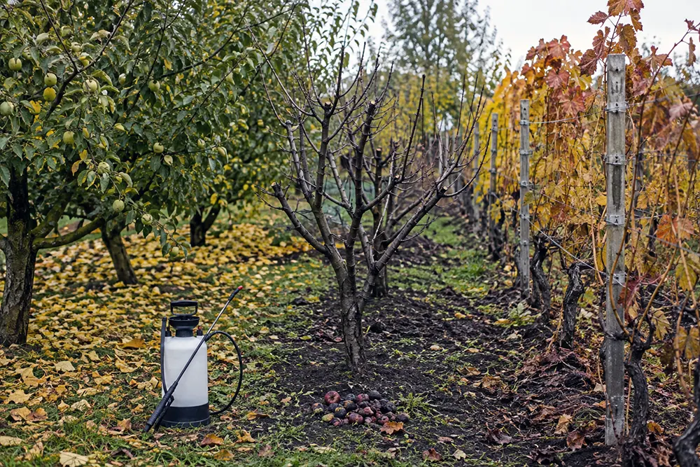 Осіння обробка яблунь, кісточкових дерев і винограду