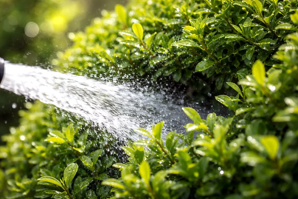 Обприскування самшиту дрібним туманом по листю і всередині крони, кроки схеми обробок від вогнівки