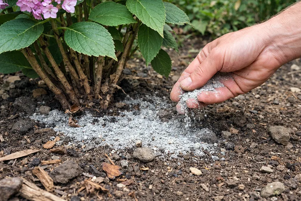 добрива для цвітіння гортензій