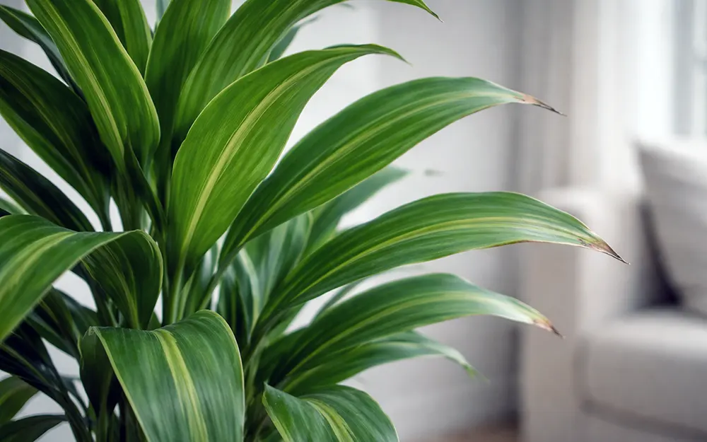 Сухі кінчики листя на драцені
