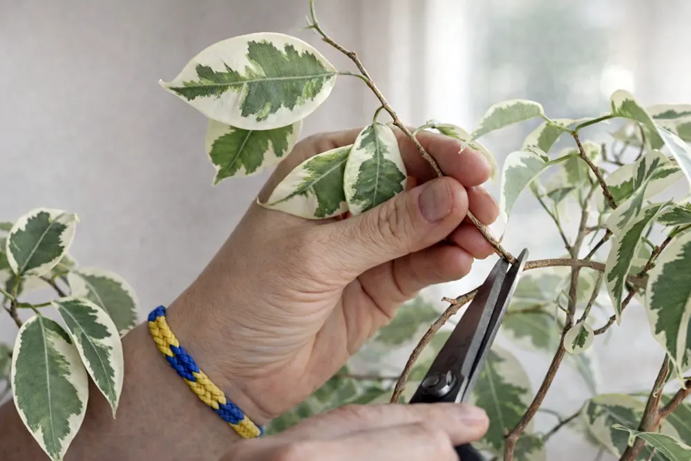 Обрізка фікуса Бенджаміна