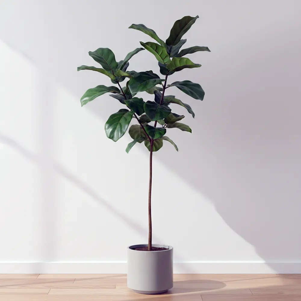 Фото фікус ліроподібний