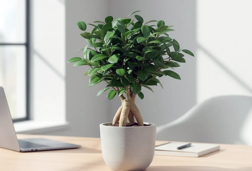 Фото фікус бонсай
