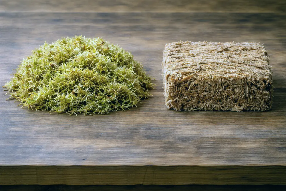 Мох для орхідеї