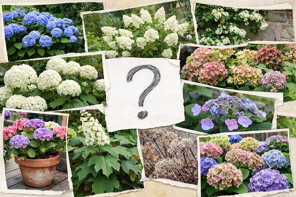 Вибір гортензії