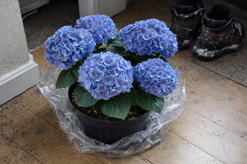 Гортензія кімнатна догляд