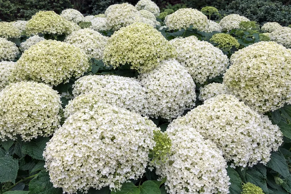 Гортензія деревовидна догляд