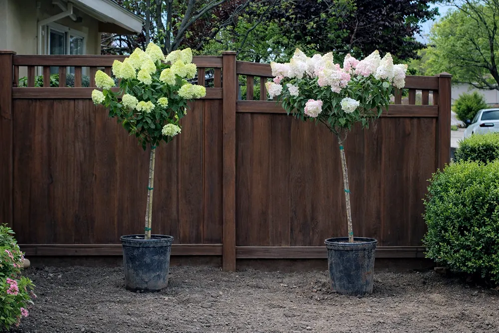 Гортензія догляд