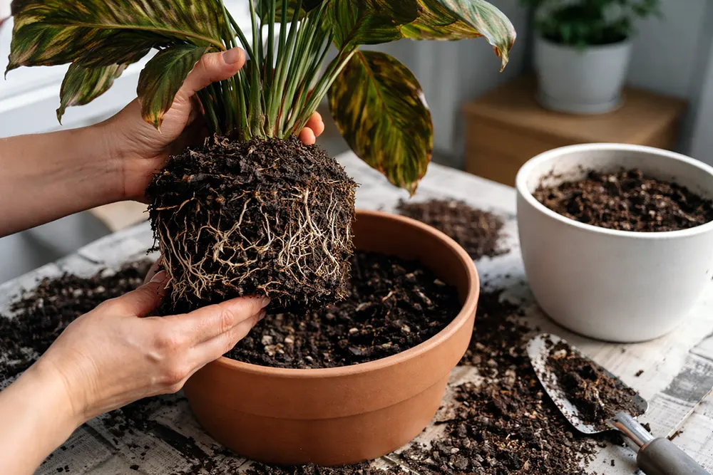 Калатея догляд: грунт