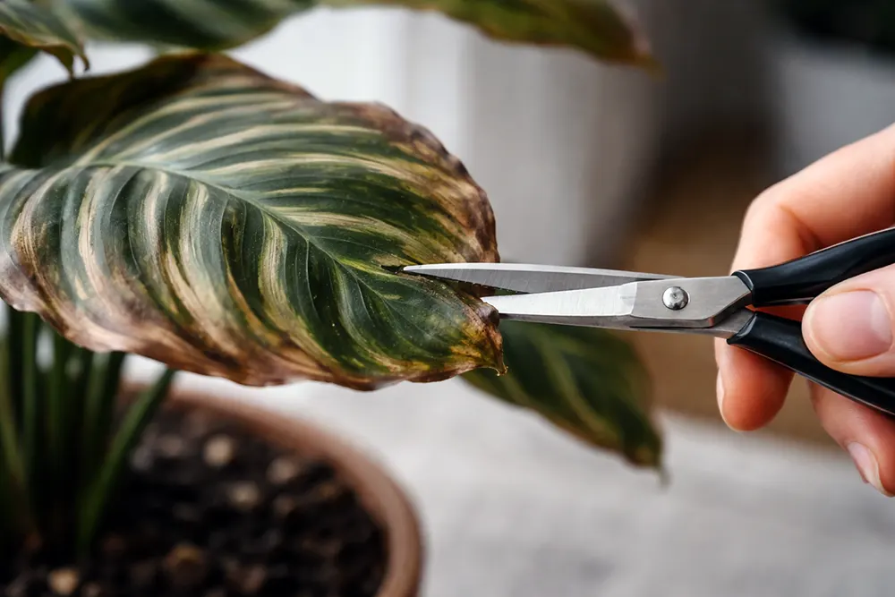 Калатея догляд: зіпсувалось листя