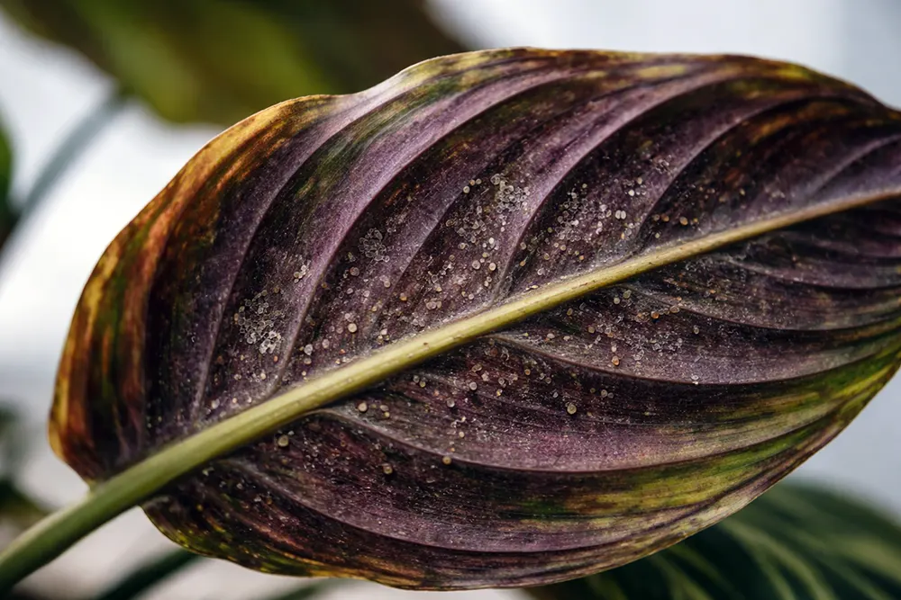 Калатея догляд: шкідники