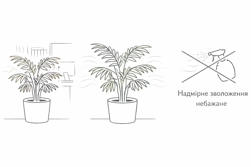 Хамедорея вологість повітря