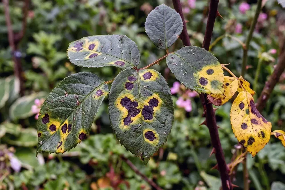 Хвороби троянд фото, чорна плямистість на листі троянди з жовтими плямами та ураженим листям
