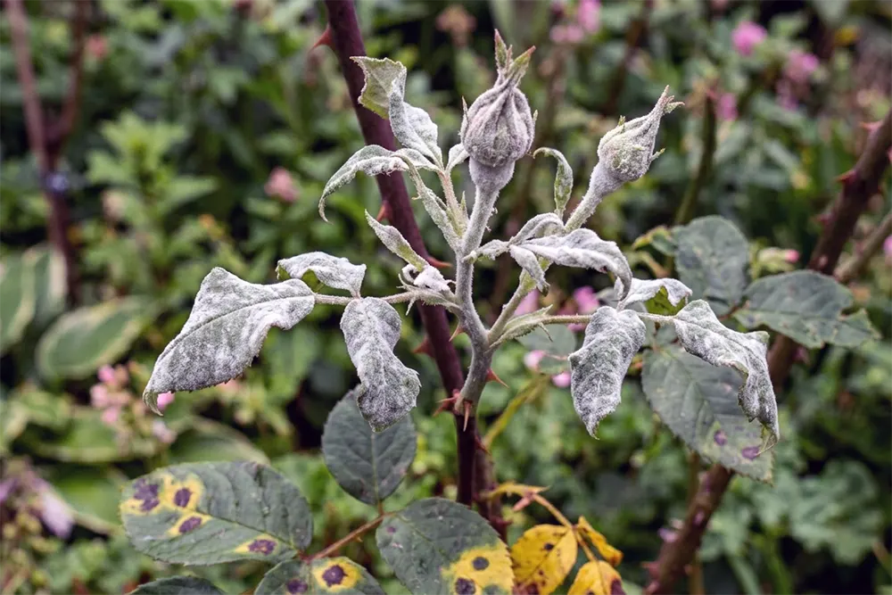 Хвороби троянд фото, борошниста роса на молодому листі та бутонах троянди з білим нальотом