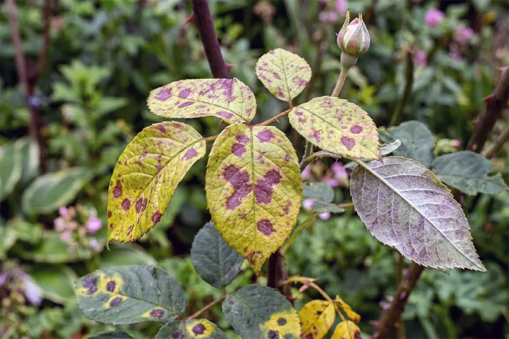Хвороби троянд фото, несправжня борошниста роса на листках троянди з бурими та пурпуровими плямами