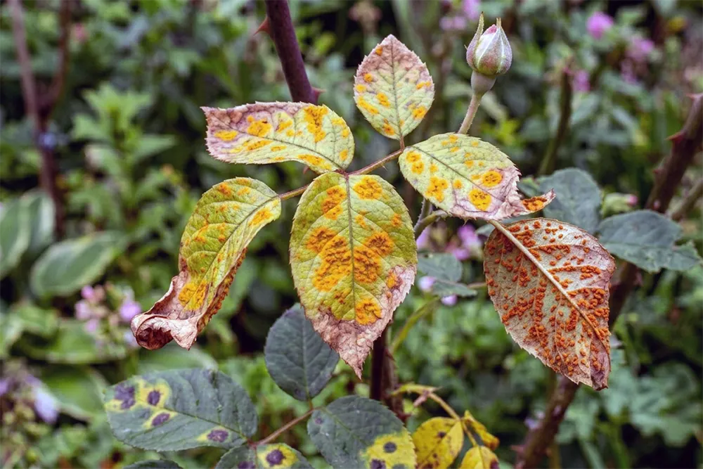 Хвороби троянд фото, іржа на листках троянди з жовтими плямами та помаранчевими подушечками