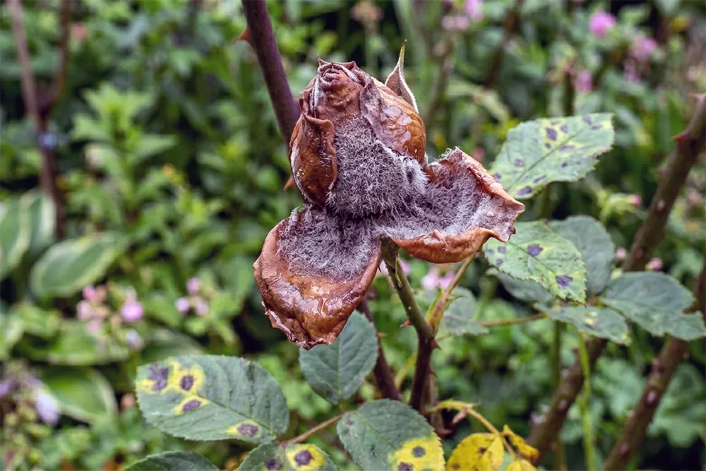 Хвороби троянд фото, сіра гниль на бутоні троянди з бурими пелюстками та сірим нальотом