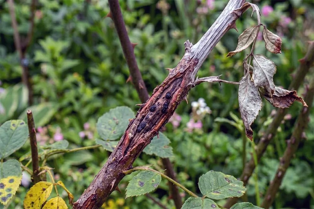 Хвороби троянд фото, стебловий рак на пагоні троянди з темною потрісканою ділянкою кори