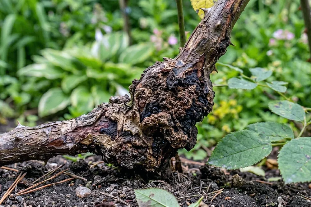 Хвороби троянд фото, бактеріальний рак троянди з наростом біля кореневої шийки