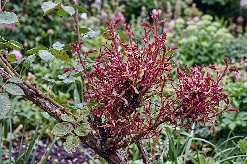 Хвороби троянд фото, розетковість троянди з деформованими пагонами та густим молодим приростом