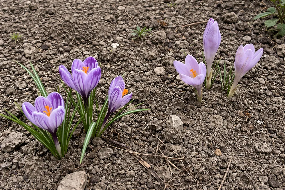 Відмінність весняних і осінніх крокусів