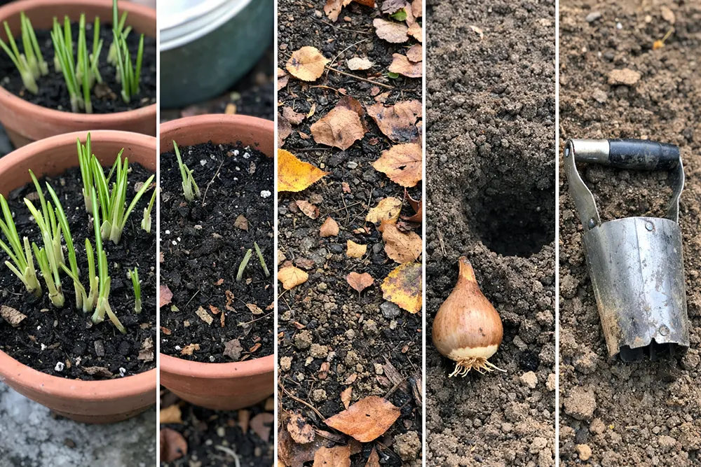 Поради: посадка крокусів, коли садити