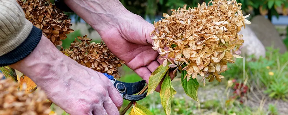 Волотиста та деревовидна гортензії