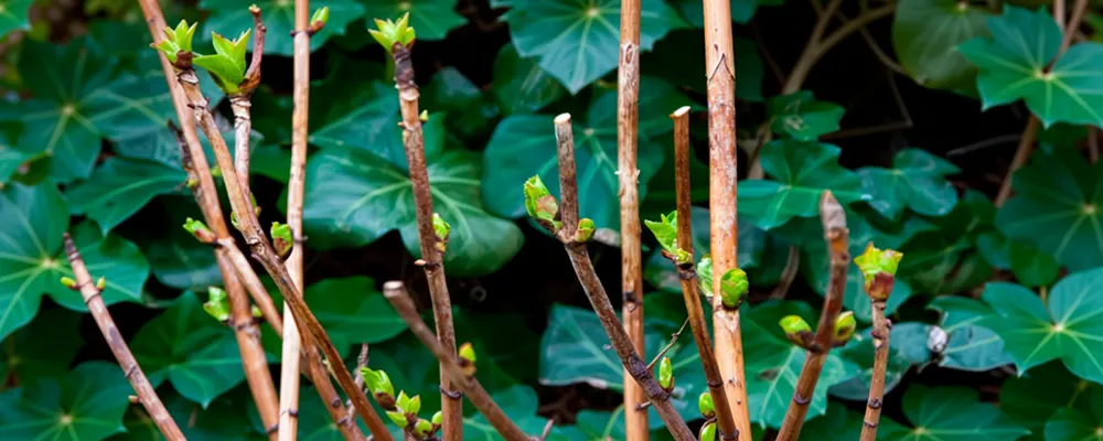 Поради щодо обрізки гортензії