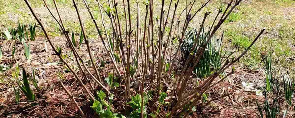 Коли краще обрізати гортензії