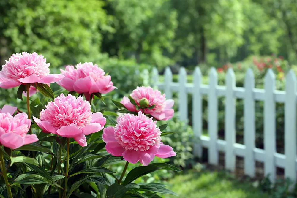 Коли пересаджувати півонії