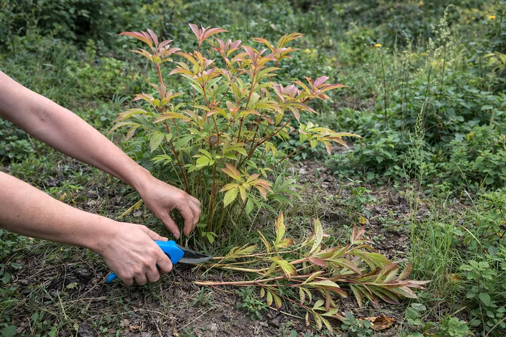 Коли обрізати півонії