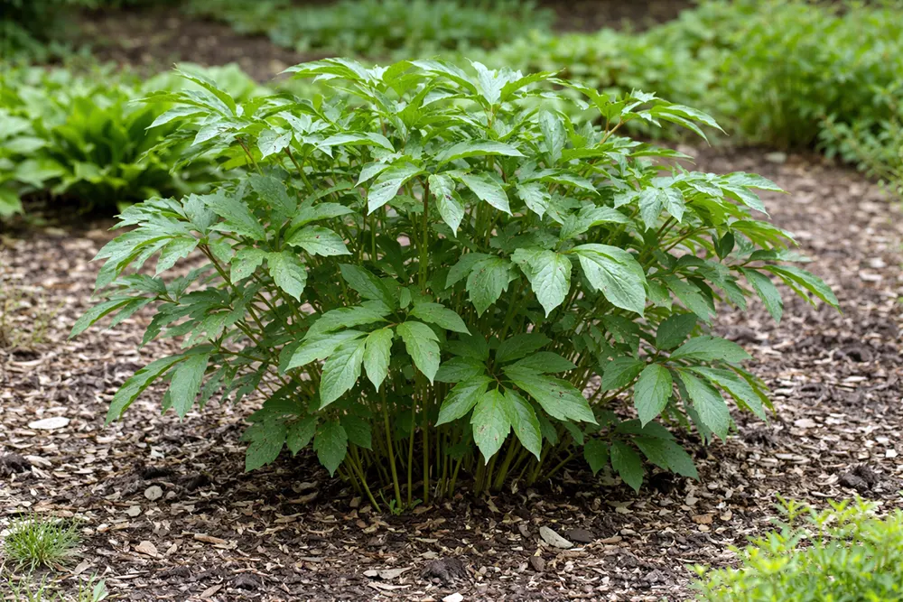 Півонії не цвітуть