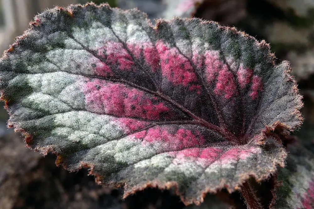 Королівська бегонія колір листя