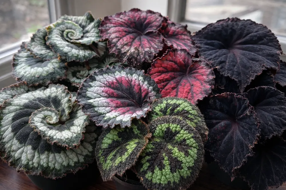 Королівська бегонія популярні сорти