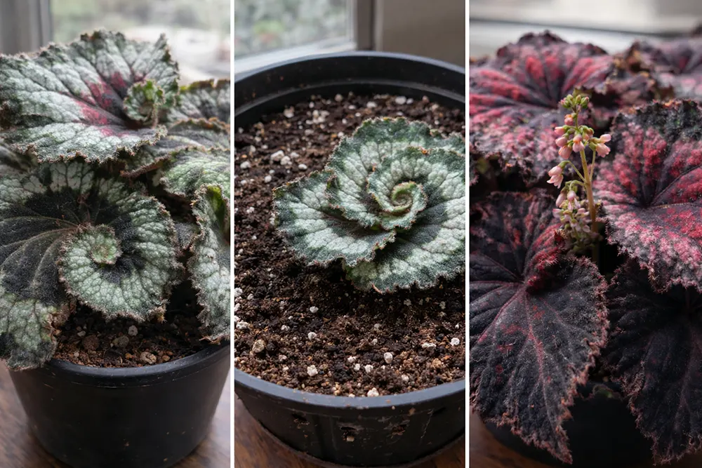 Королівська бегонія освітлення та полив