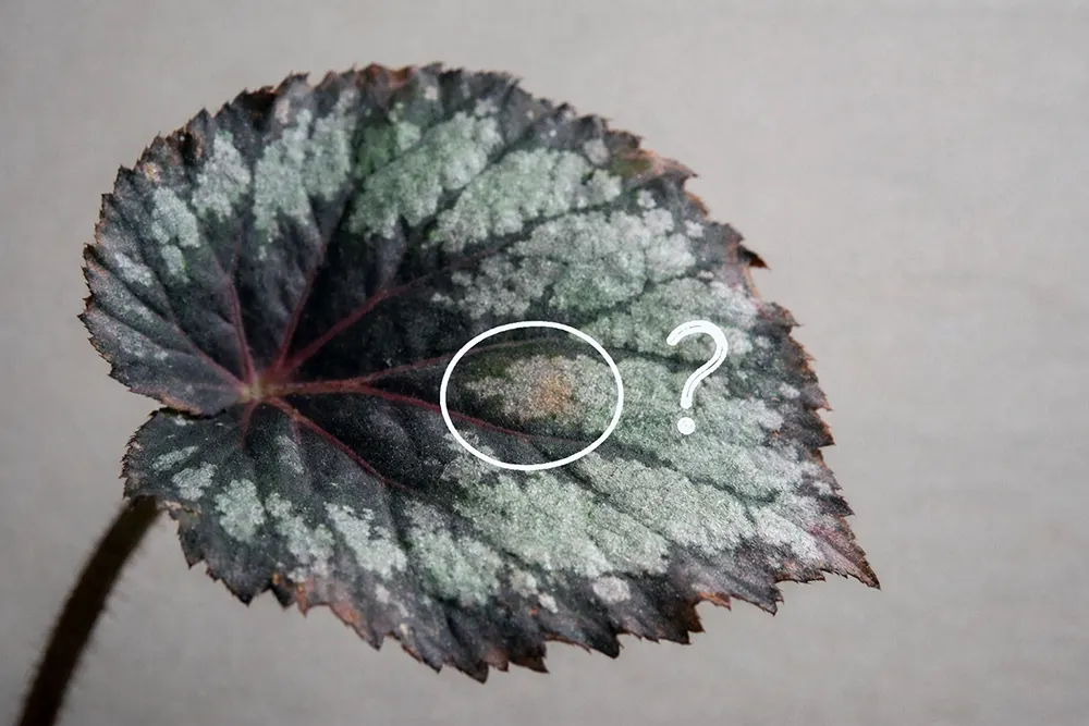 Королівська бегонія хвороби