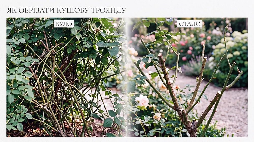 Як обрізати кущову троянду: правильна обрізка пагонів і формування куща
